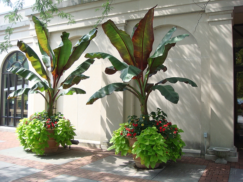 002 Longwood Gardens [2008 August 23].JPG - Longwood Gardens in Pennsylvania